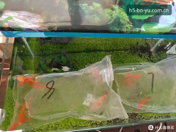 5个关键点告诉你博鱼体育官网怎么样——新手从零开始的完整上手指南